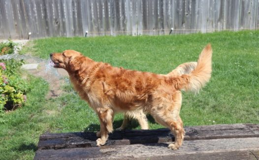 纯种金毛成犬图片