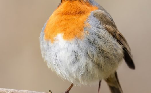 野生知更鸟站在树枝图片