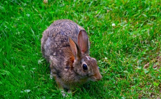 可爱灰色野兔子图片