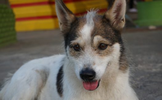 呆萌宠物狗图片