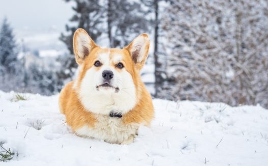 冬季雪地可爱威尔士柯基犬图片