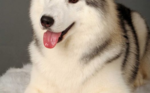 西伯利亚雪橇犬图片