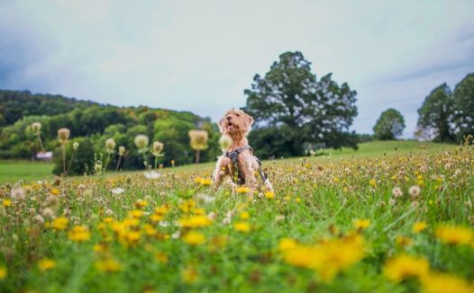 户外山野花草丛可爱小狗图片
