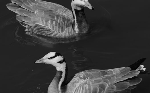 池塘黑白风格斑头雁摄影图片