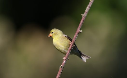站在树枝上的野生金翅雀图片