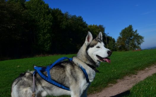 纯种哈士奇图片