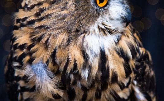 夜间猫头鹰特写图片