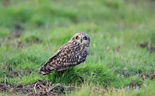 草地上的棕白猫头鹰图片