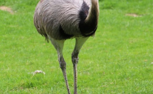 绿色草地大美洲鸵鸟图片