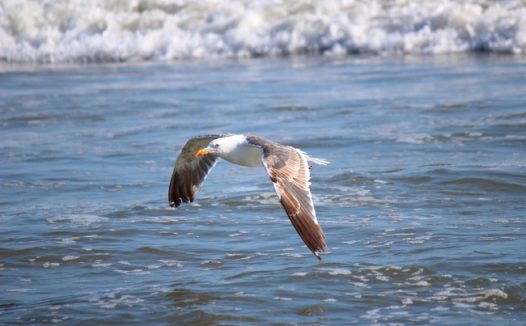 海鸥在海面上飞翔的图片