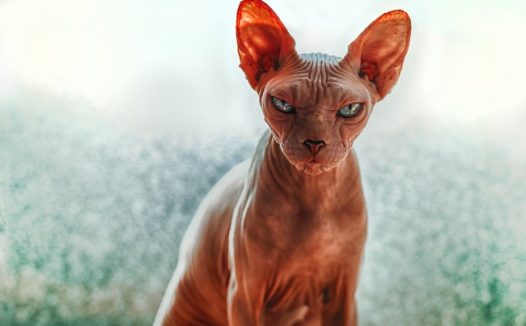 加拿大无毛猫高清图片