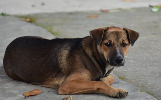 可爱慵懒宠物狗图片