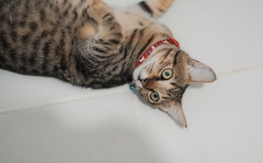 孟加拉猫可爱图片