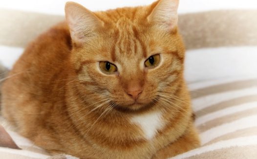 呆萌小猫咪图片