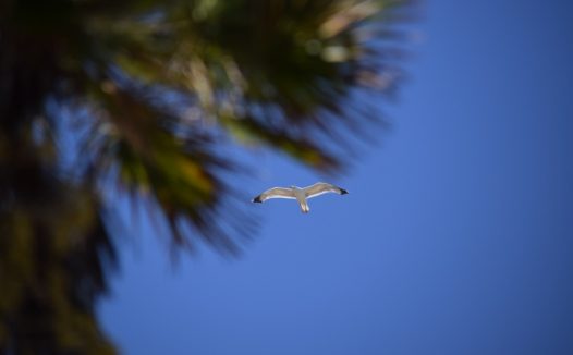 高飞的海鸥图片