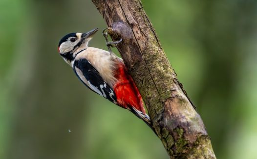 大斑啄木鸟树干捉虫图片