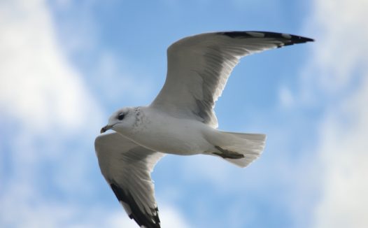蓝色天空白色三趾鸥飞翔图片