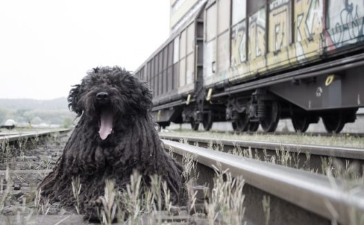 黑色葡萄牙水犬图片