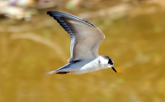 自由飞翔的黑嘴海鸥图片