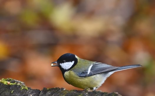站在岩石山的黄腹白脸山雀图片