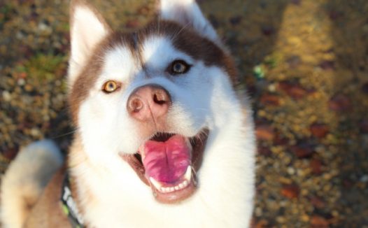 哈士奇卖萌犯二图片