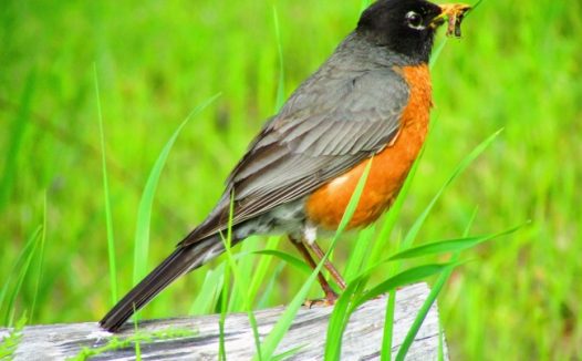 知更鸟高清图片