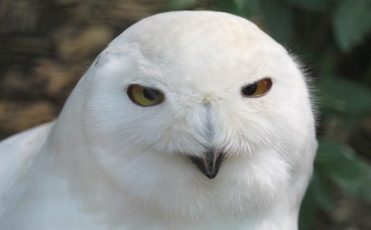 野生雪鸮猫头鹰摄影图片