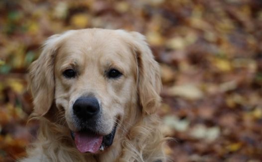 金毛猎犬宠物狗图片