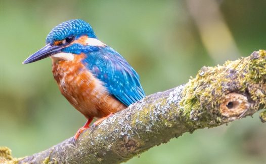 站在树枝上的蓝色翠鸟摄影图片