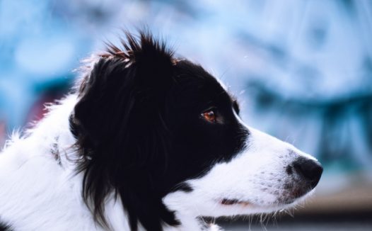 边境牧羊犬宠物写真图片