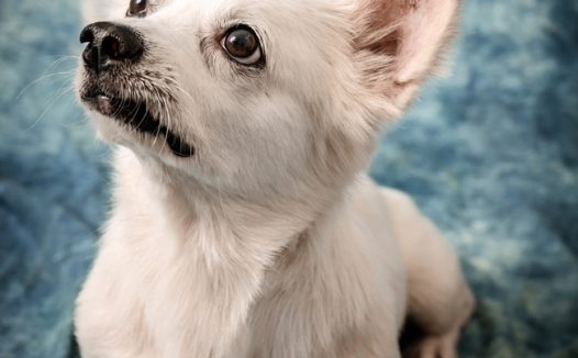 可爱呆萌白色小狗狗图片