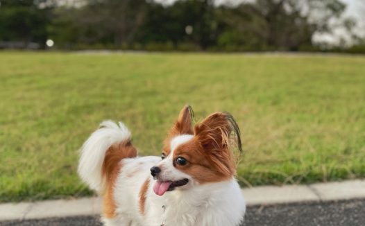 可爱家养宠物狗狗图片