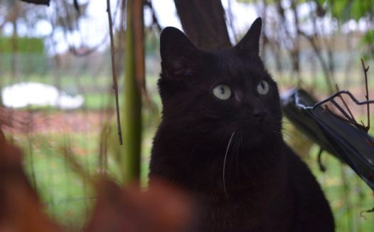 黑色基蒂猫图片