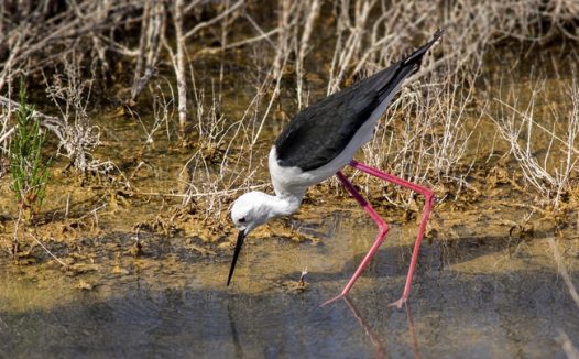 野生长脚鹬图片