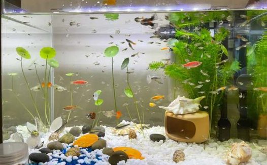 孔雀鱼爆缸了是直接扔掉吗