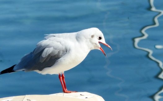 湖边海鸥摄影图片