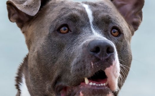 斯塔福斗牛梗犬摄影图片