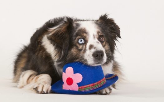 英国牧羊犬图片