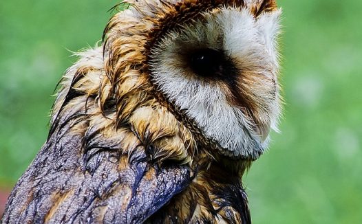 野生长耳鸮摄影图片