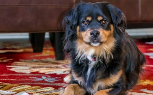 超萌宠物狗图片