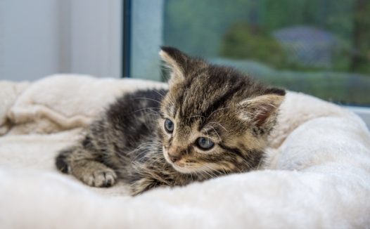 家养可爱小萌猫图片