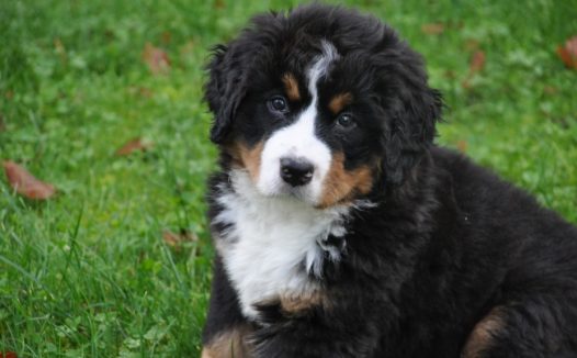 草地宠物狗狗图片