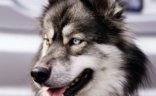 西伯利亚哈士奇摄影图片