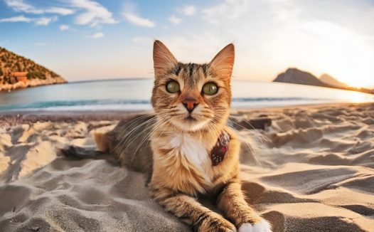 夏日海边沙滩阳光浴萌猫咪图片