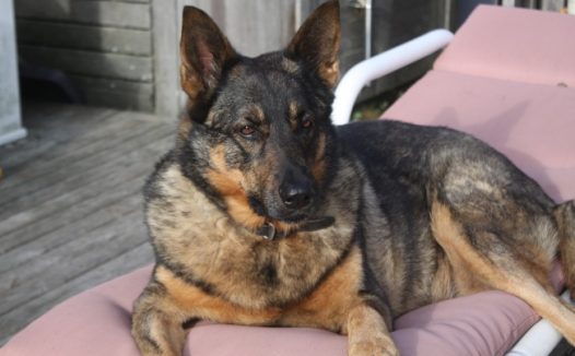 德国牧羊犬肖像图片