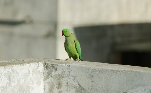 一只绿色鹦鹉图片