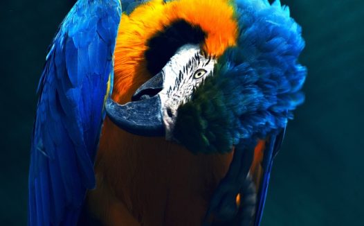 金刚鹦鹉蓝黄图片