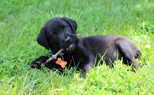 拉布拉多犬图片桌面