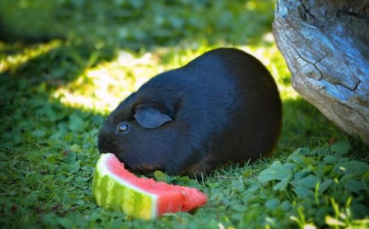 黑色豚鼠图片