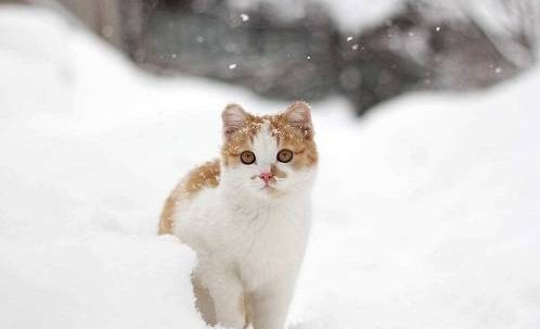 花600元给猫洗澡+SPA,然后猫死了